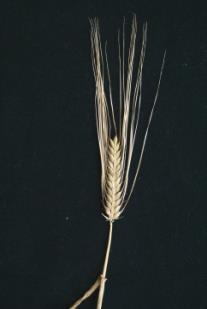mays (WHEAT) (RYE) (BARLEY) (OAT) (RICE)
