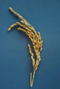 Common Heads of wheat, rye and barley.