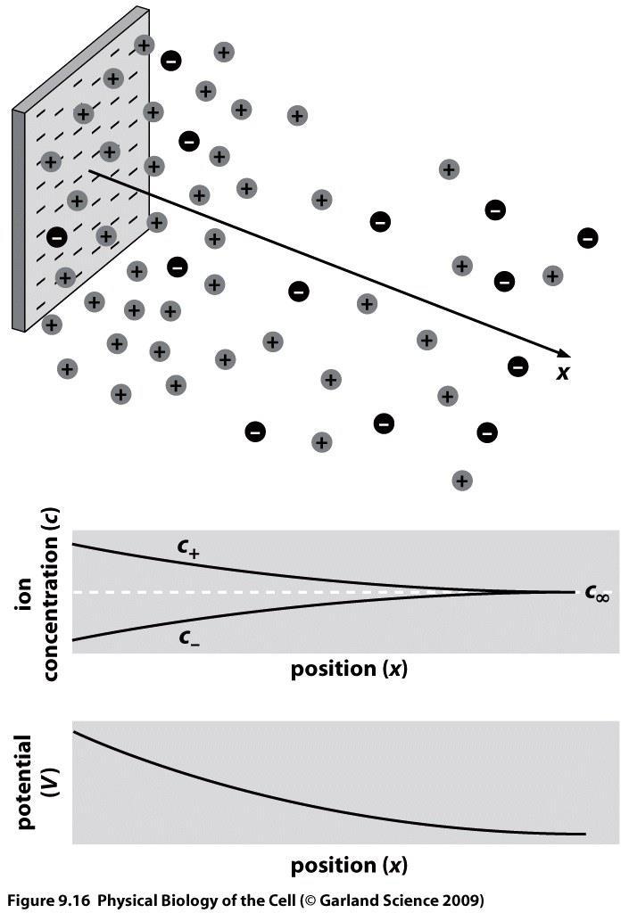 Pintojen (solukalvon) ionisoituminen 4 Dissosiaatio muodostaa diffuusin