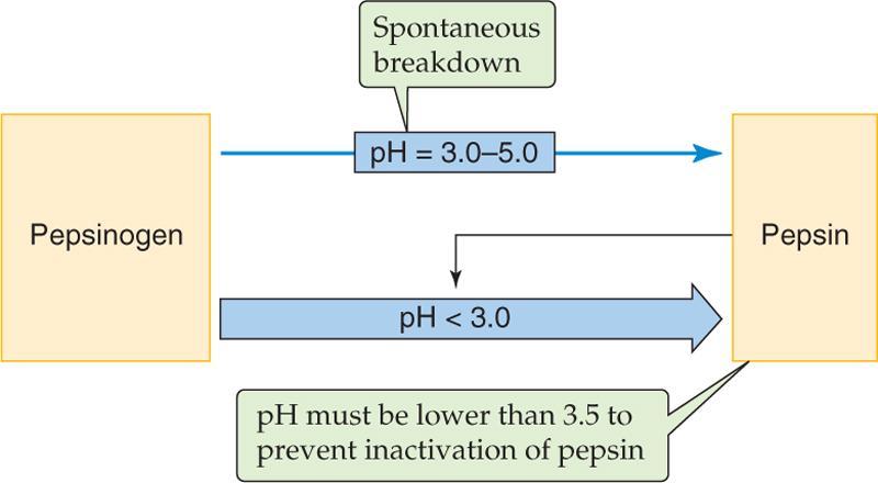 Pepsiini aktivoituu mahalaukussa Haiman proteaasit aktivoidaan proteolyyttisesti ohutsuolessa