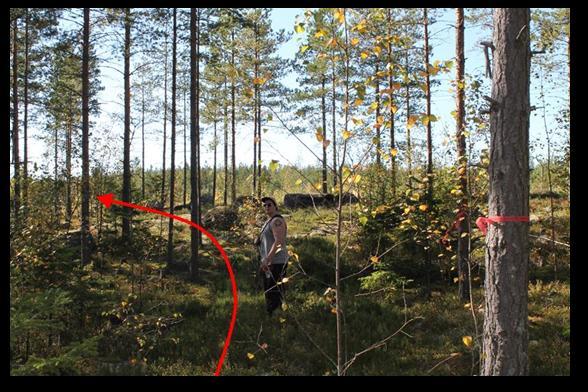 Maalikorin läheisyydessä on jonkin verran kivikkoista maapohjaa.