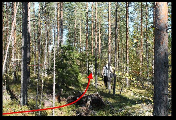 Väylältä tulee raivata mäntyjä 45 50 kappaletta, jotta väylästä saadaan tarpeeksi avoin.