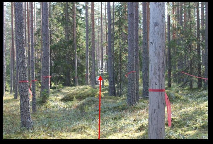 Kaadettavat männyt on merkitty maastoon punaisilla merkkausnauhoilla.