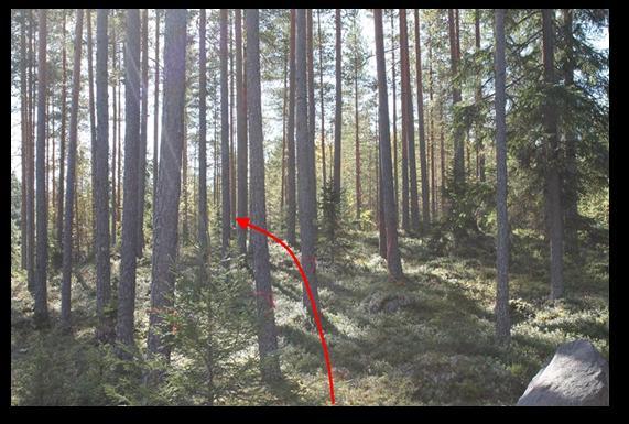 Väylältä tulee raivata 17 isoa mäntyä, jotta väylän loppuosa on tarpeeksi avara.