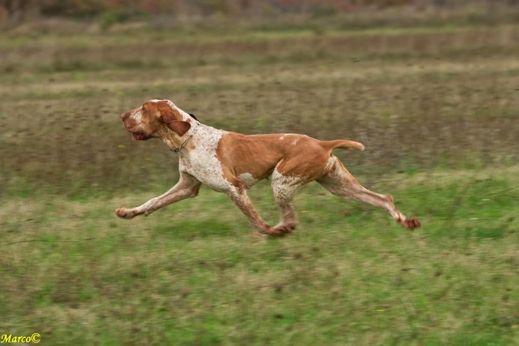 ITALIANSEISOJA (BRACCO ITALIANO) Alkuperämaa: Italia Kuva Marco Ragatzu Laatinut Raimo Louhio, Saksanseisojakerho ry 2017 Lähdeaineisto: Italianseisojan rotumääritelmä
