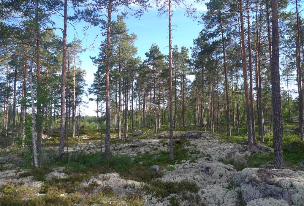 FCG SUUNNITTELU JA TEKNIIKKA OY Luontoselvitykset 8