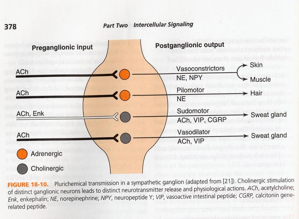 Neuropeptidit