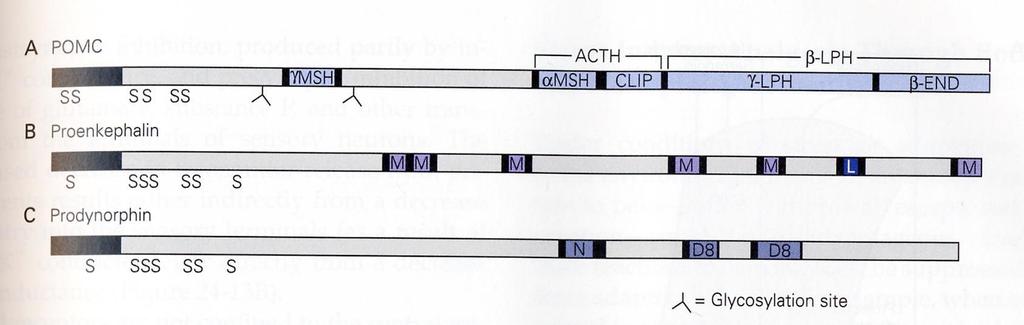 Opioidipeptidigeenit