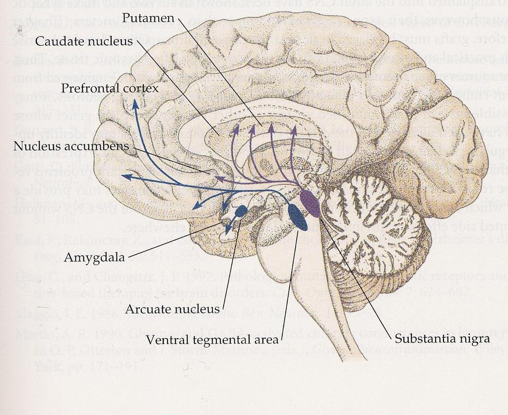 Dopamiinia