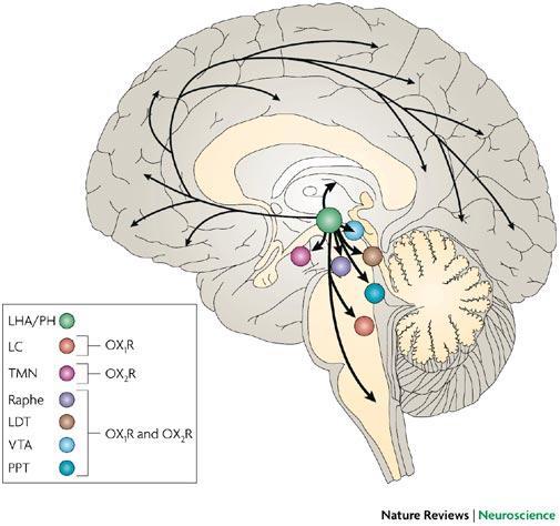 Sakurai Nature Reviews Neuroscience 8,