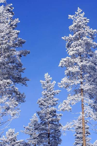 METSIEN KÄYTTÖÄ HAASTETAAN Useat järjestöt kritisoivat metsien kestävää käyttöä niin Suomessa kuin kansainvälisesti Kritiikin kärkiä ilmasto, monimuotoisuus, alkuperäiskansat jne.