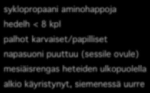 Biebersteiniaceae syklopropaani aminohappoja! hedelh < 8 kpl! palhot karvaiset/papilliset! napasuoni puuttuu (sessile ovule)! mesiäisrengas heteiden ulkopuolella! alkio käyristynyt, siemenessä uurre!