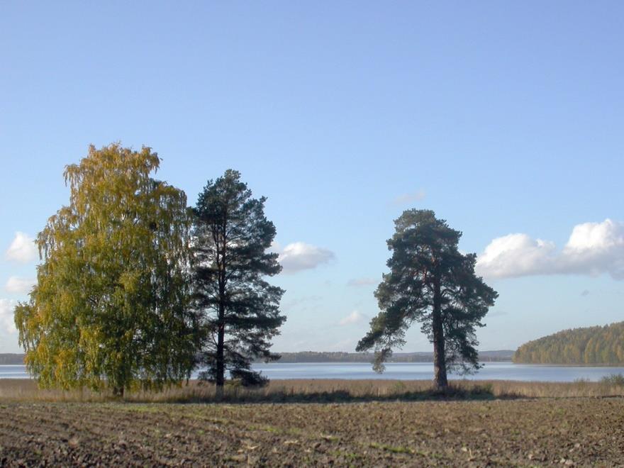 Roineen