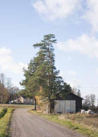231 Tuomalan kylänmäkeä Kylänpään kohdalla, taustalla