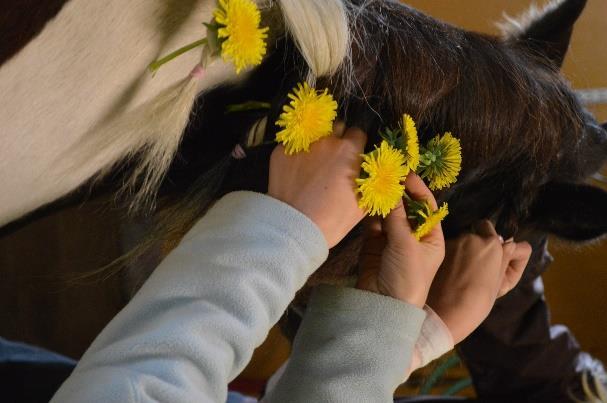 Kyselyn tarkoitus Sosiaalipedagoginen hevostoiminta on yksi Green Care -toiminnan muodoista, jossa ohjaaja käyttää hevosta apuna syrjäytymisen ehkäisyyn, sosiaaliseen kasvuun ja hyvinvoinnin