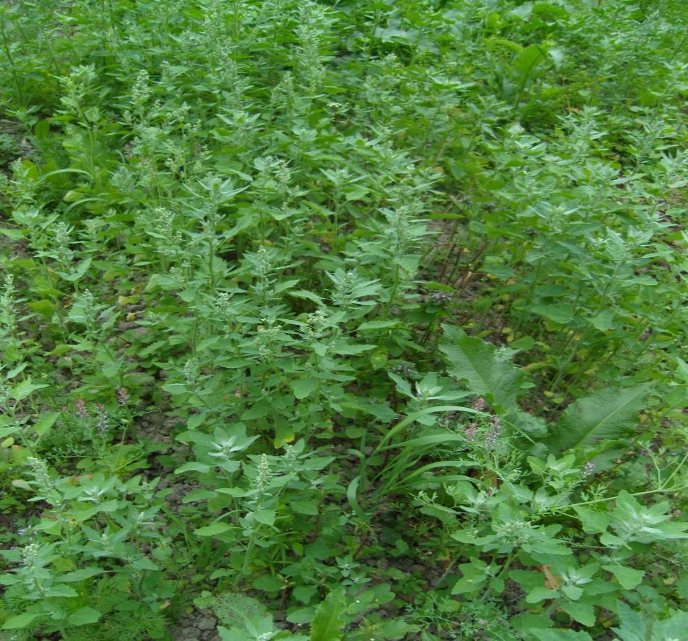 Kuva 2. Jauhosavikkaa (Chenopodium album) kattamattomassa penkissä 10.8.2011 5.