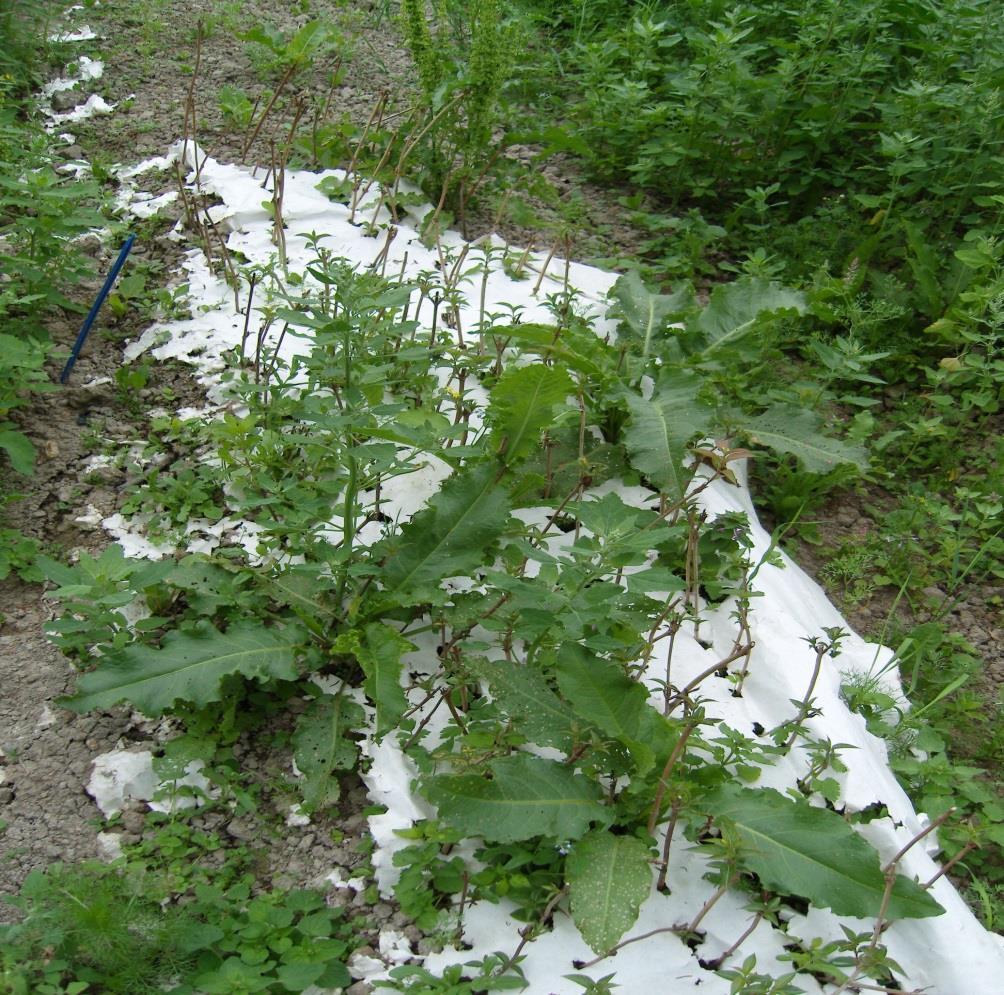 paperikate 11.6.2011 Kuva 6.
