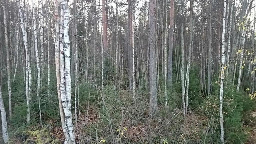 avaamiseksi. Näkymä metsästä tielle itäisimmän ojan kohdalta Kuva 4.