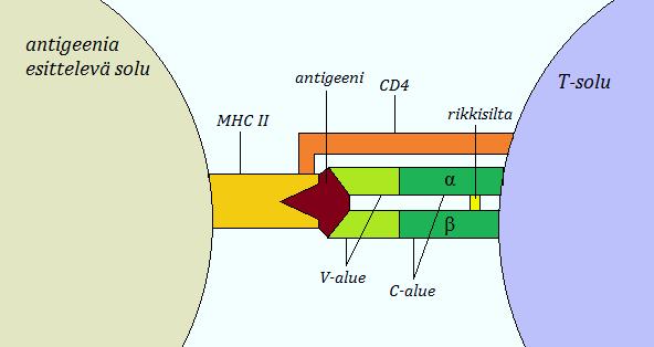 Kuva 2. T-solureseptorin rakenne ja T-solun aktivaatio T-solureseptori koostuu α- ja β-ketjusta jotka ovat sitoutuneet toisiinsa rikkisillalla.