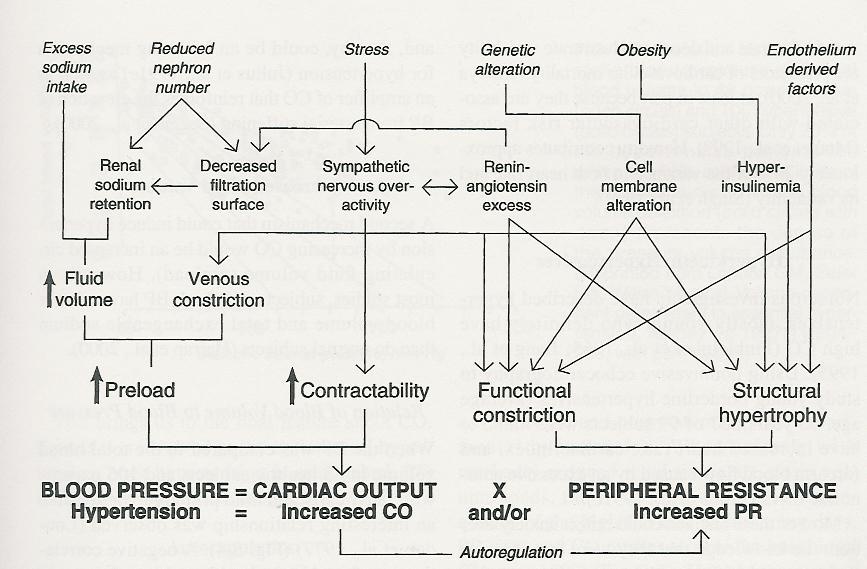 osmolality Verenpaineen