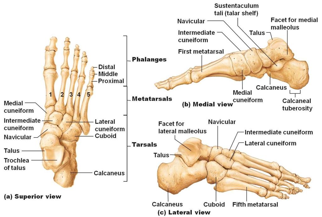 11 KUVA 1. NILKAN JA JALKATERÄN LUUT Talocalcanealnivel eli alempi nilkkanivel on synoviaalinivel, joka muodostuu kahdesta luusta: os calcaneus ja os talus.