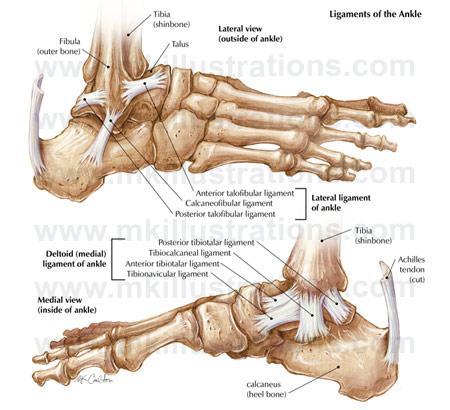 12 Talocalcaneonaviculaarinivel on helpompi ymmärtää kaksiosaisena nivelenä, subtalar ja talonavicular nivel. Niveltä ympäröivät kaksi ligamenttia: talonavicular ja calcaneonavicular ligamentti.