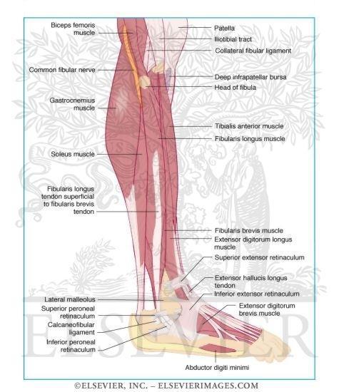 15 KUVA 4. SÄÄREN ETUOSAN LIHAKSET JA JÄNTEET Pinnallinen lihasaitio koostuu lihaksista gastrocnemius, soleus ja plantaris. Gastrocnemiusta ja soleusta kutsutaan yhdessä nimellä triceps surae.