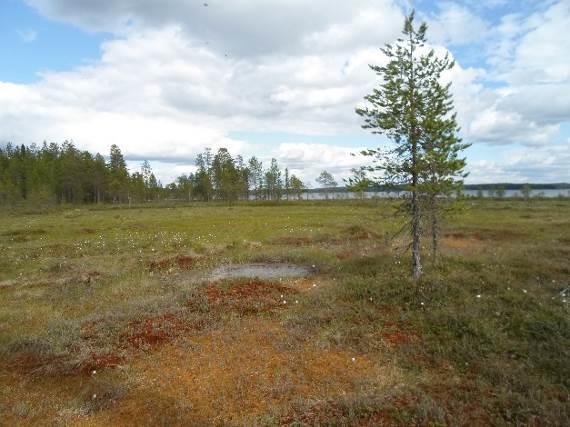 Noin 14 % Pohjois-Suomen metsistä 140-vuotiasta tai vanhempaa Maapuita tai pystypökkelöitä ei männikössä esiinny. Elävä puusto on järeää lähes 18 m korkeaa.