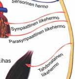 selkäydin ja ääreishermosto, joka sisältää selkäydinhermot ja autonomisen hermoston perifeeriset osat (kuvio