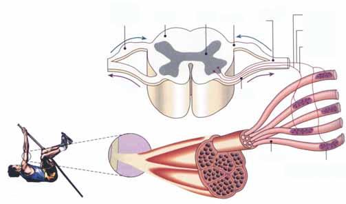 4.2 Hermo-lihasjärjestelmän rakenne ja toiminta 91 Kuvio 3. Liikehermot hermottavat lihassoluja eli muodostuu motorinen yksikkö (mukaeltu McArdle ym. 2015).