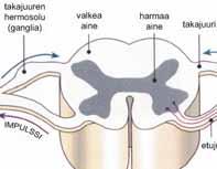 Motorinen hermo jakaantuu kohdelihaksessa useisiin päätehaaroihin, jotka liittyvät hermo-lihasliitosten välityksella kukin yhteen lihassoluun.