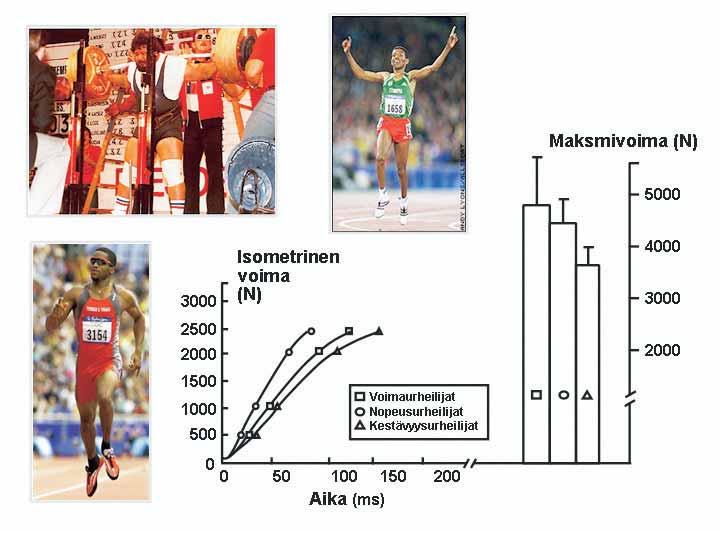 96 HARJOITTELUN FYSIOLOGISET JA BIOMEKAANISET PERUSTEET Kuvio 8.