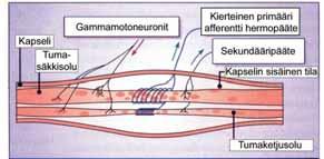 4.2 Hermo-lihasjärjestelmän rakenne ja toiminta 105 Kuvio 9. Lihasspindelin rakenne. Lihasspindelit sijaitsevat rinnakkain lihassolujen kanssa ja lähettävät signaaleja selkäytimeen.