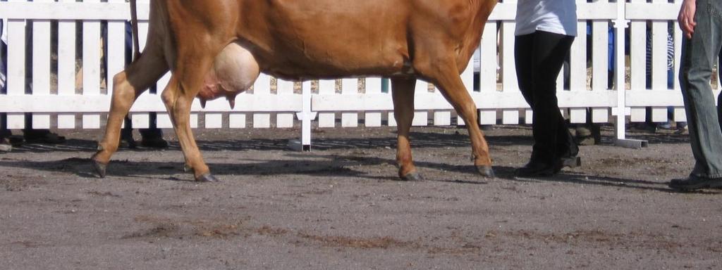 Vuonna 2008 keskituotos oli 6776 kiloa maitoa. LSK on alkuperäisistä karjaroduistamme yleisin.
