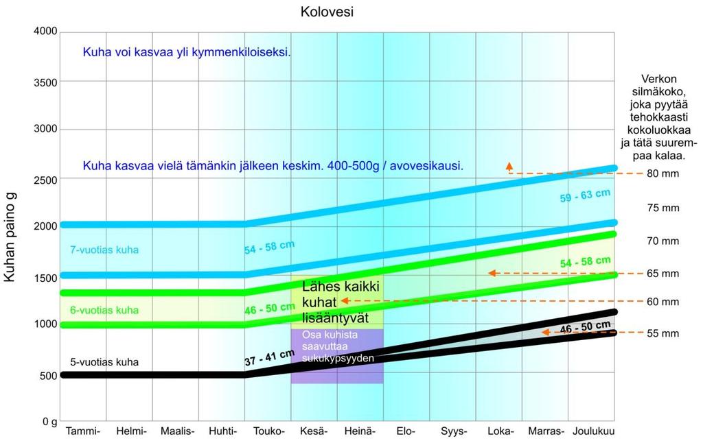 Verkkojen solmuvälipäätösten ja kuhan sukukypsyyden yhteensovittaminen on myös esitetty kuvissa. Tavoitteena on että kuhat lisääntyvät ainakin kerran ennen kuin ne jäävät pyydyksiin.