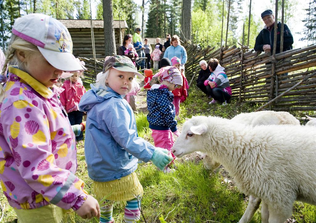 Lampaat hoitavat Konneveden kotiseutumuseon pihaa. Kuva: Jussi Miettinen. Noin neljännes vastaajista ilmoitti hallinnoivansa myös muunlaista luetteloitua kokoelma-aineistoa.