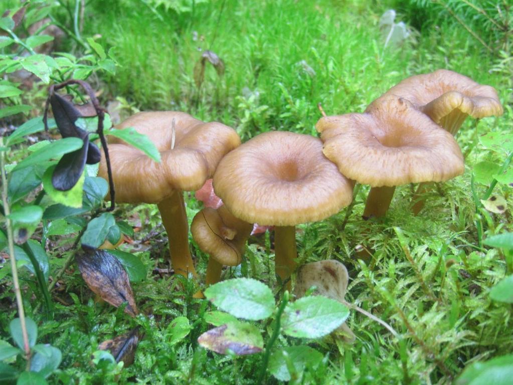 KIITOS! HYVÄÄ SYKSYÄ!