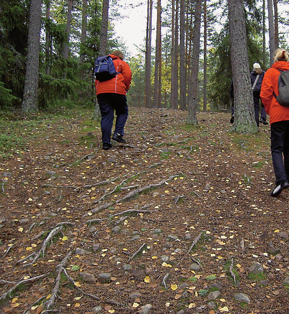 metsän sisään, ja paikoin jopa pidemmällekin.