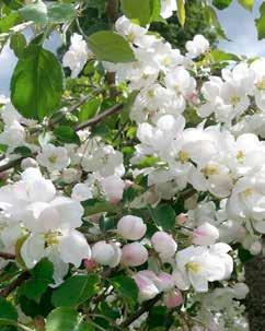 Voit istuttaa kukkia ja pikkupensaita riippapuun alle, kun lyhennät oksia rohkeasti.