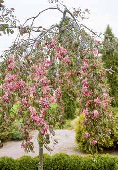Kirsikankokoiset omenat kruunaavat puun kauneuden: oksat näyttävät siltä kuin ne olisi kiedottu punaisiin jadehelminauhoihin. Suositellaan vyöhykkeille I III.