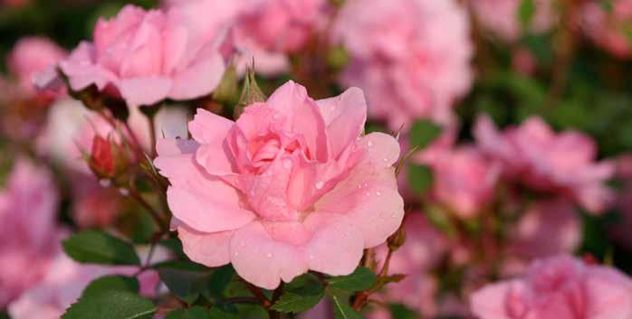 Parasta ruusuille! Ruusut valloittavat puutarhan ja sydämen 9 NAUTI KUKKALOISTOSTA Tutustu kasvikirjastoon kekkilä.