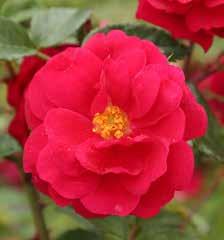 6,90 (8,63/KG) Typpeä, kaliumia ja hivenaineita sisältävä erikoislannoite ruusuille.