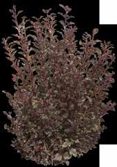 6 Pikkusyyshortensia BOBO Hydrangea paniculata Suuret runsaslukuiset kukinnot vahvojen