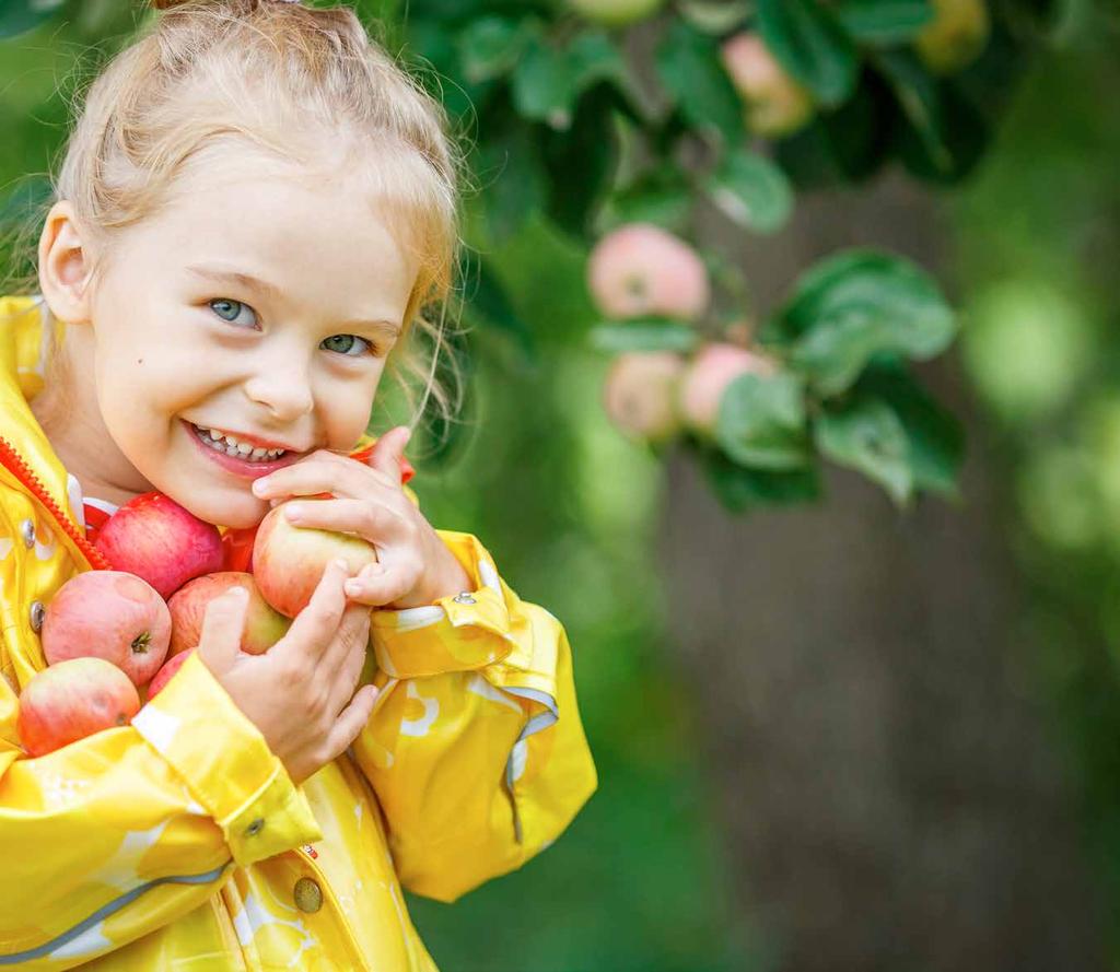 Omenoita kuultavia puut on punanansa Siloposki omenapuut 3490 HERKUTELLAAN JO KESÄLLÄ