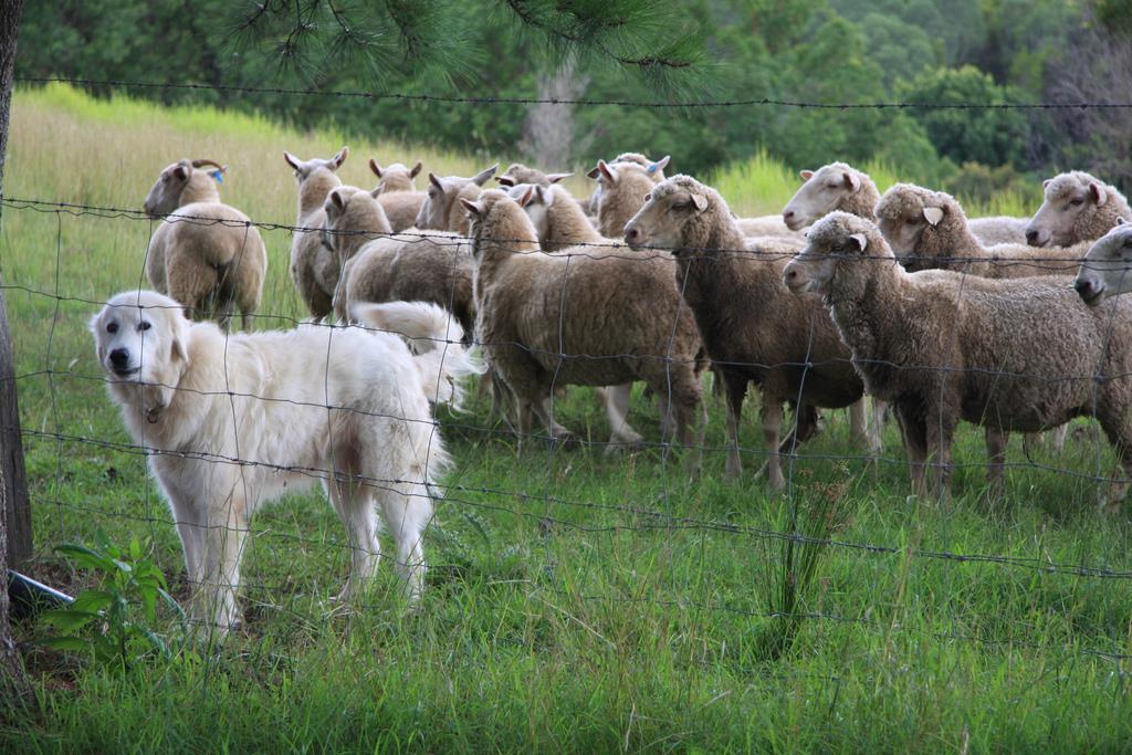 Kuva 13. Maremmano-abruzzese- rotuinen laumanvartijakoira lammaslaumansa kanssa.