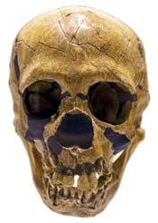 kiviaeg Homo Neanderthalis Homo Antecessor Homo Sapiens Homo erectus Homo erectus e (püstine inimene), Homo Sapiens i (tark inimene), Homo Neanderthalis e (neandertali inimene) ja Homo Antecessor i