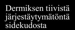 Näiden kudosten kaikki aineenvaihdunta kulkee löyhän sidekudoksen perusaineksen kautta (ks. tarkemmin alempana).