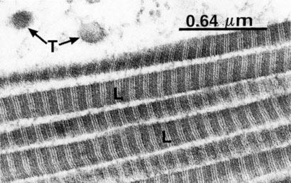 tyypit I, II, III, V) muodostaa paksuja säikeitä (Ø 15-300 nm), joilla on suuri vetolujuus.
