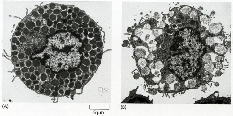 Syöttösolu kypsyy ja saa jyväsensä vasta kudokseen saavuttuaan. Syöttösolun pinnalla on kalvoreseptori, joka tunnistaa immunoglobuliini E:n Fc-osaa.