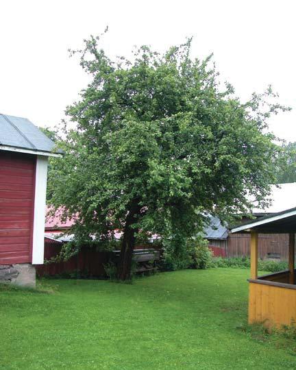 Rakennuksen sisällä näkyy lämpimän osan hirsiseinä oikealla ja kylmän osan rankorakenteinen lautaseinä